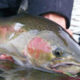 Editorial: Latest salmon deal is disappointing (again)