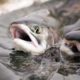 NWEC releases new Lower Snake River Dam fact sheet